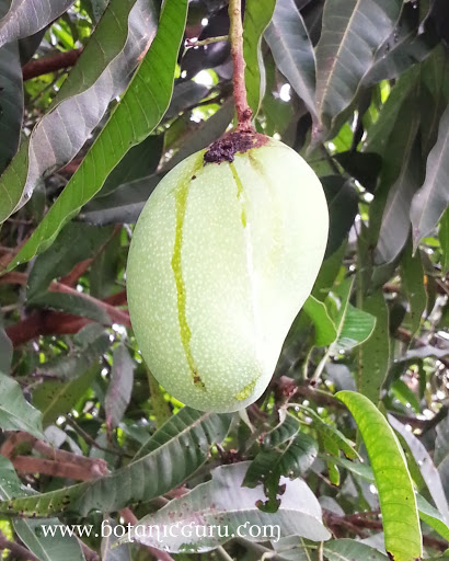 Mangifera indica, Mango fruit