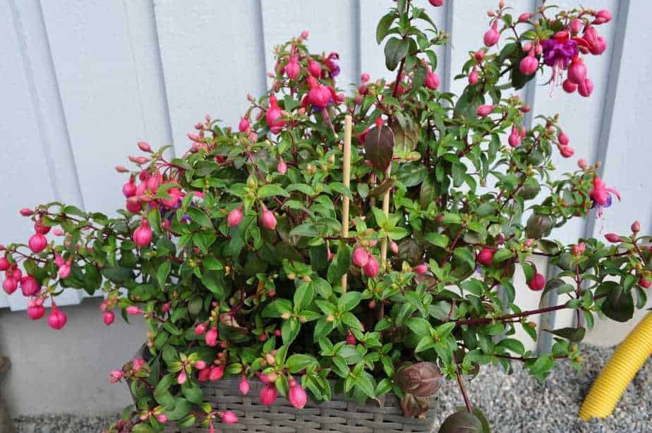 How to Grow Fuchsia Care, Types, and Growing Tips Cultivation; Plant