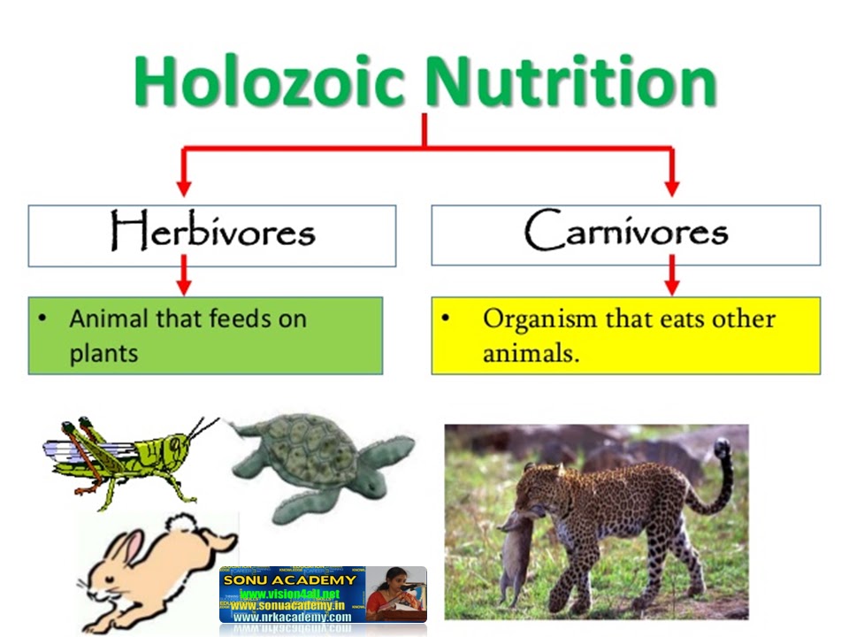 SONU ACADEMY: NUTRITION IN ORGANISMS- TEXT