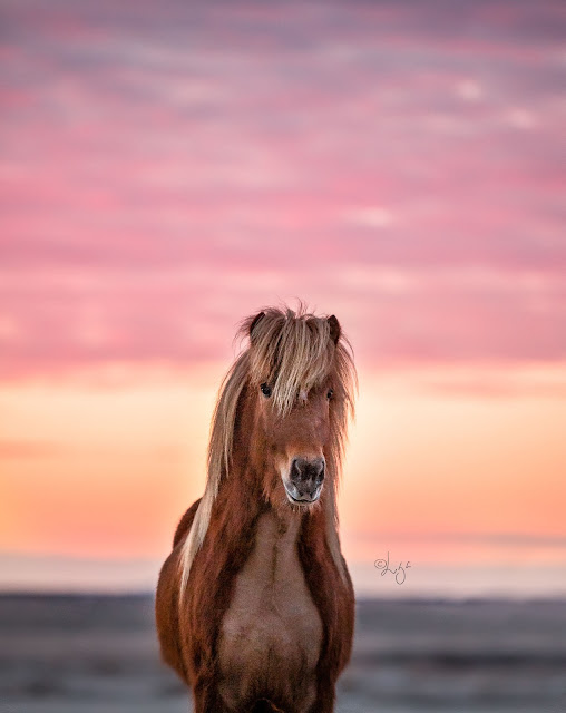 LIGA LIEPINA - FOTOGRAFANDO CAVALOS