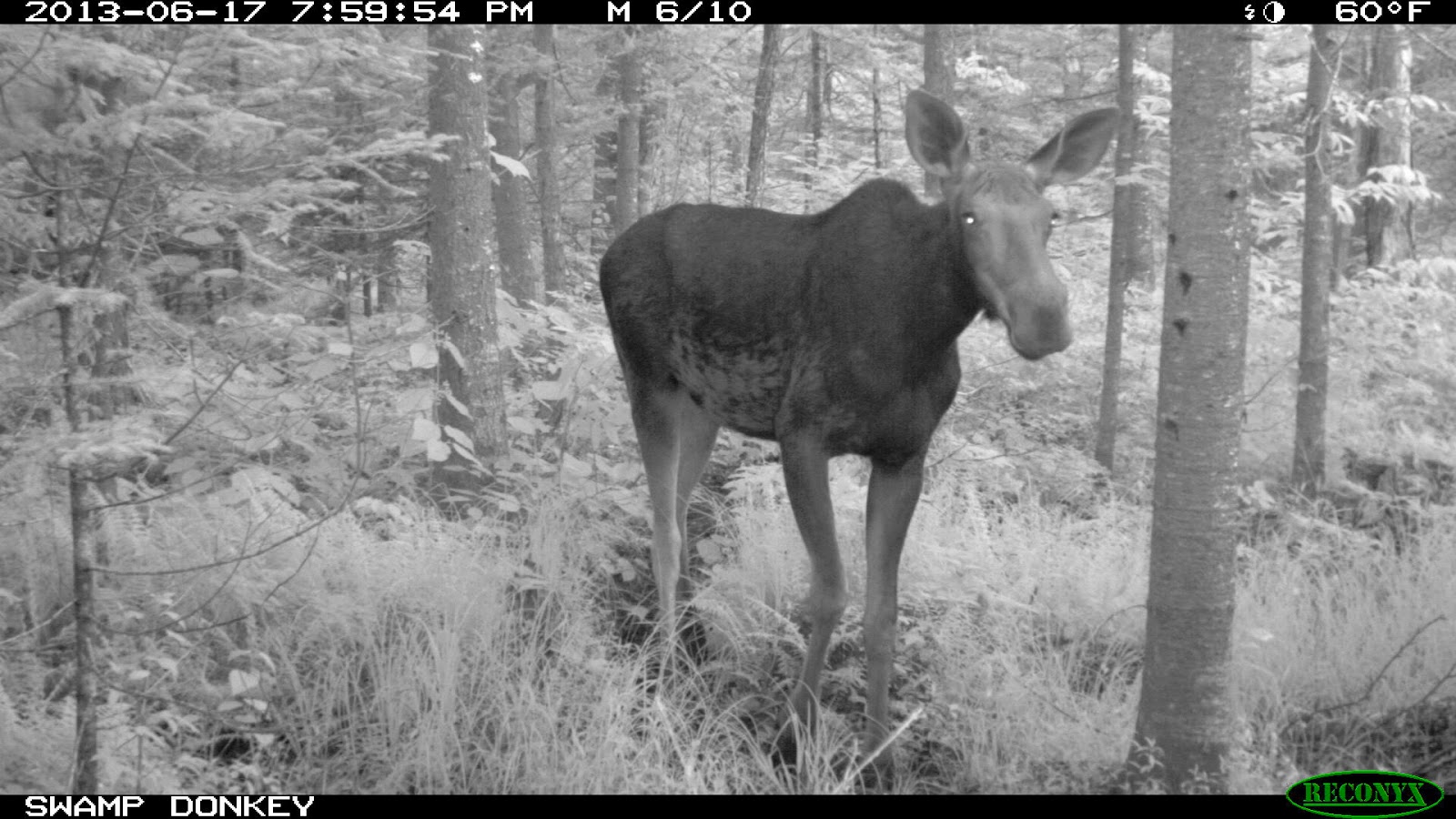 Swamp Donkey Adventures