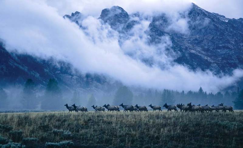 Honorable mention: A breathtaking herd