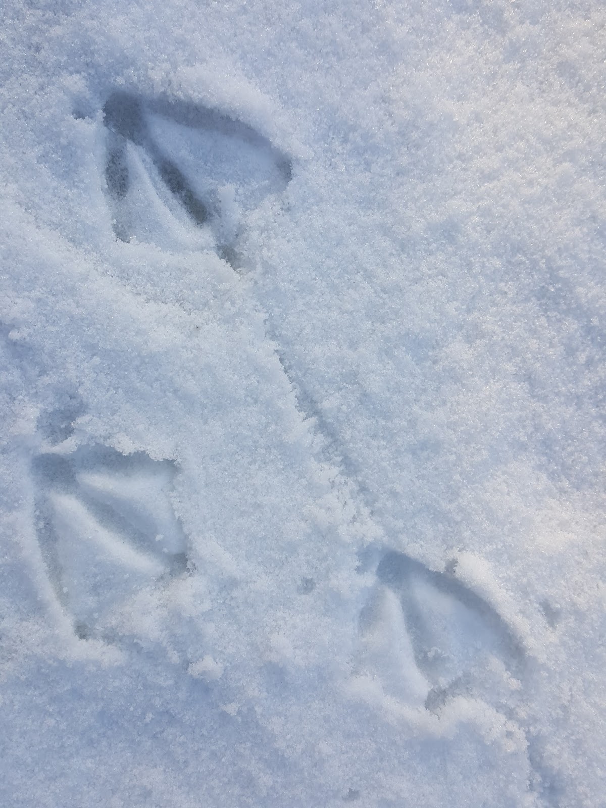 100% Cotton Sateen 26in x 26in Knife-Edge Sham K Heck Art Ducks Snow Tracks Winter Migration Footprints Print Roostery Pillow Sham 