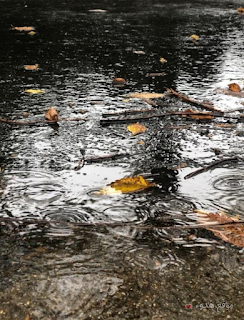 صور مطر, كلام عن المطر, مطر, صور, rain