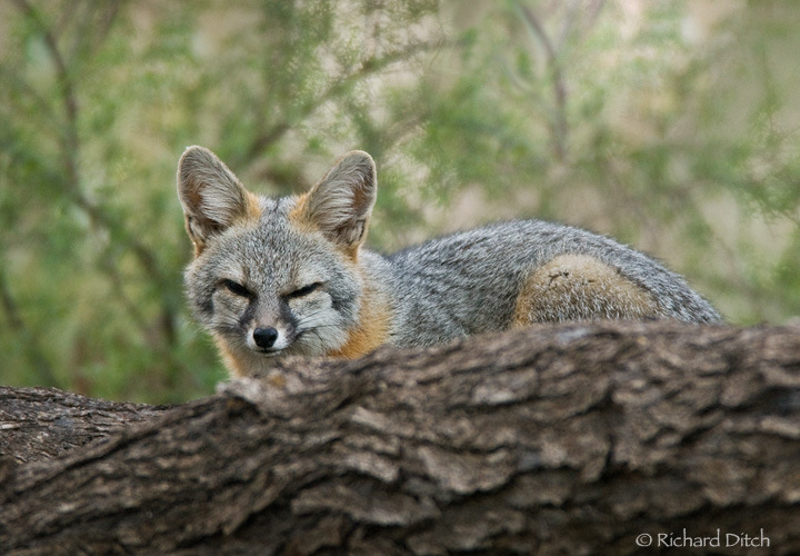 The Gray Fox Some Facts And New Photos The Wildlife