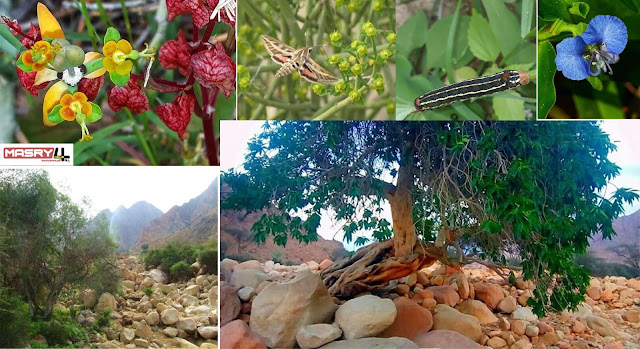 منتزه جبل علبة الوطني - جنة من جنان الله في الأرض وسط صحراء مصر الصفراء