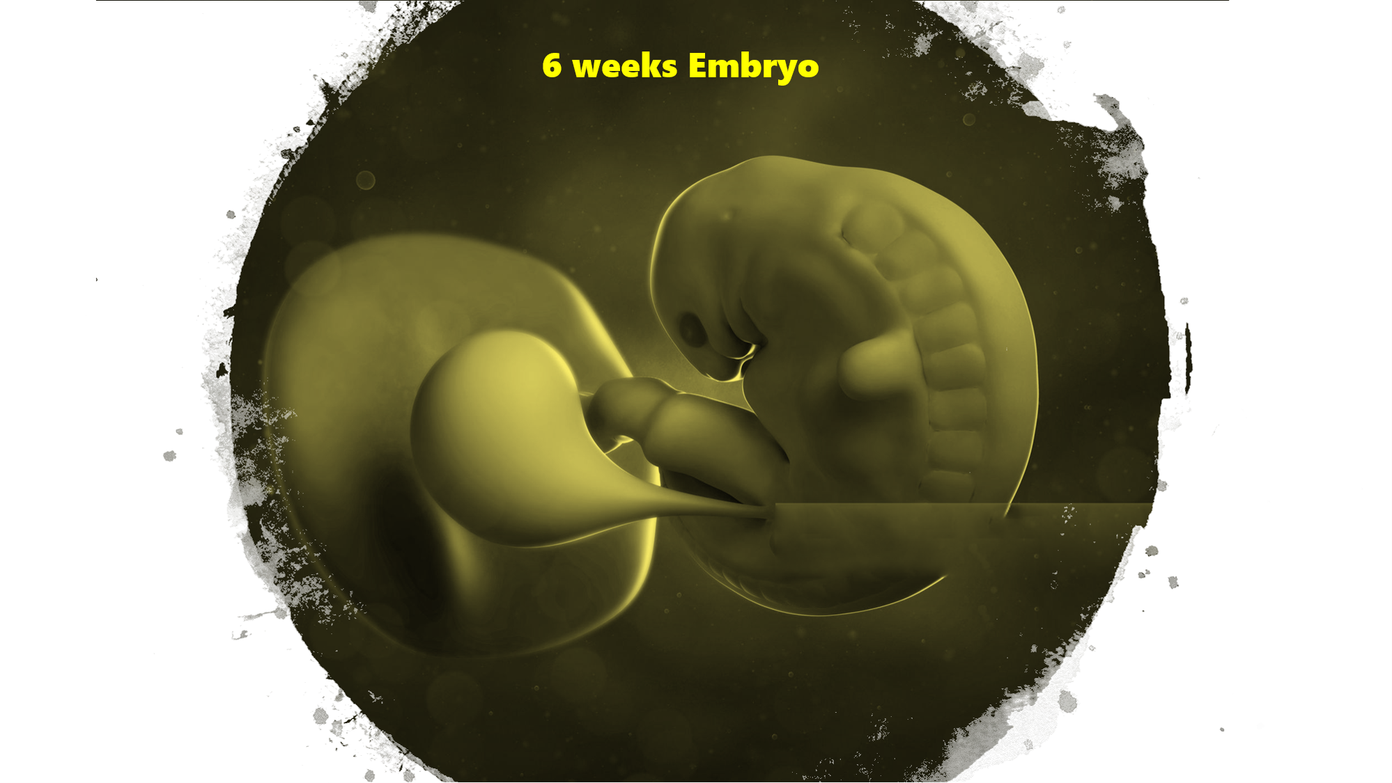 6 week pregnancy