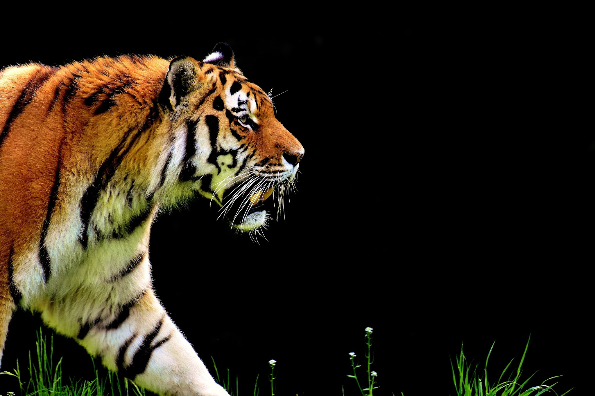 THE ROYAL BENGAL TIGER || BIG CAT OF MANGROVE FOREST IN BANGLADESH