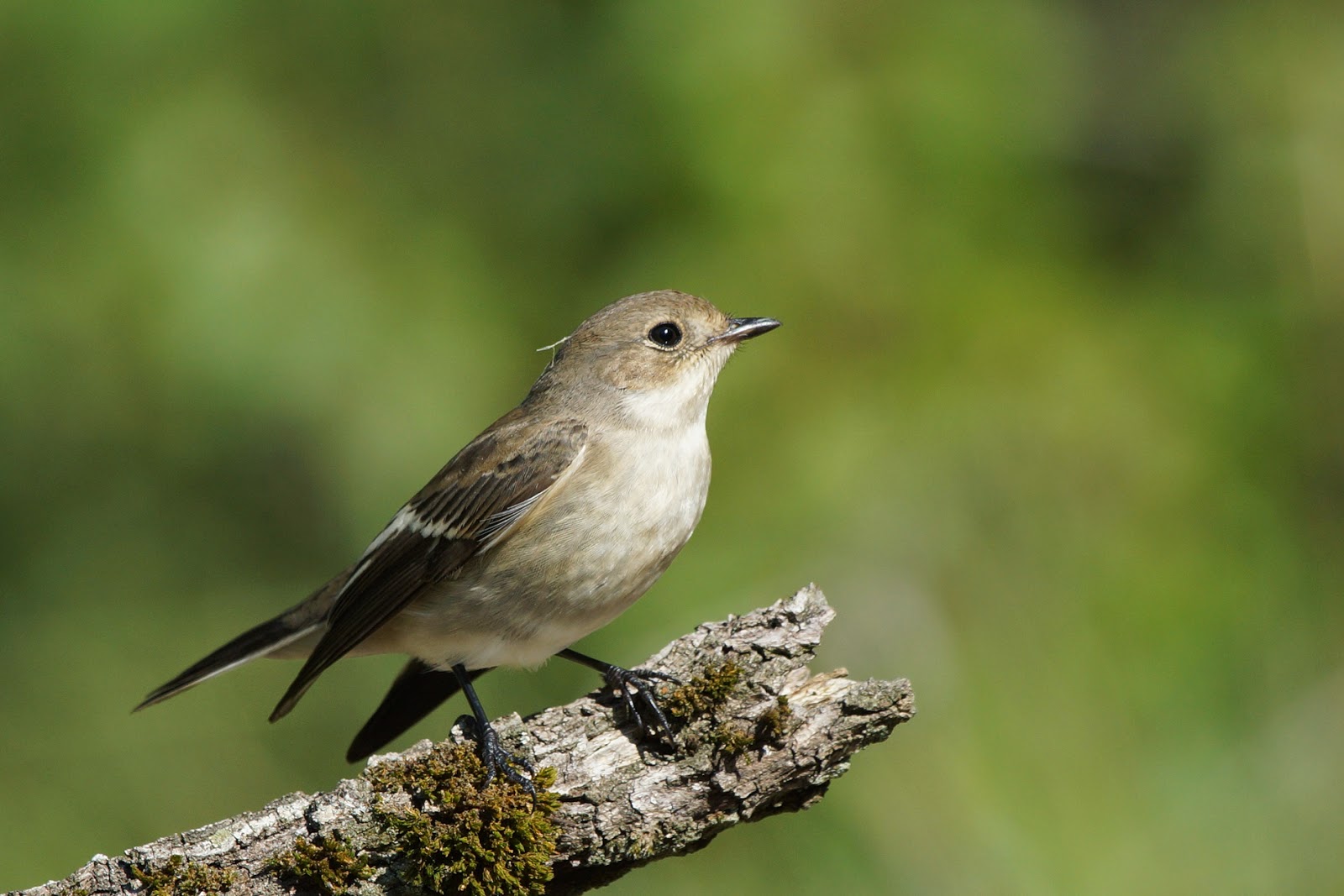 Pasión por las aves: Papamoscas cerrojillo.(Ficedula hypoleuca)