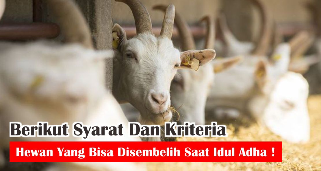 Berikut Syarat Dan Kriteria Hewan Yang Bisa Disembelih Saat Idul Adha !