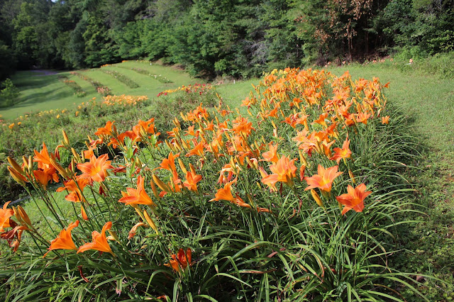 field of orange vol lilies