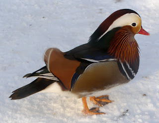 Bebek Mandarin, si Lambang Cinta Sejati  Leni Wijayanti