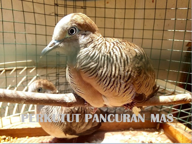 Ciri Mathi Perkutut Pancoran Mas Ciri Mathi Perkutut Pancoran Mas
