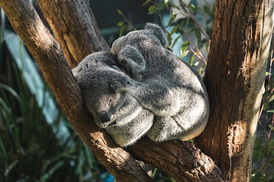 Photo by Adrian Pereira on Unsplash of two koalas 