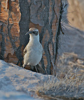 Galapagos Mockingbird on Rabida Island