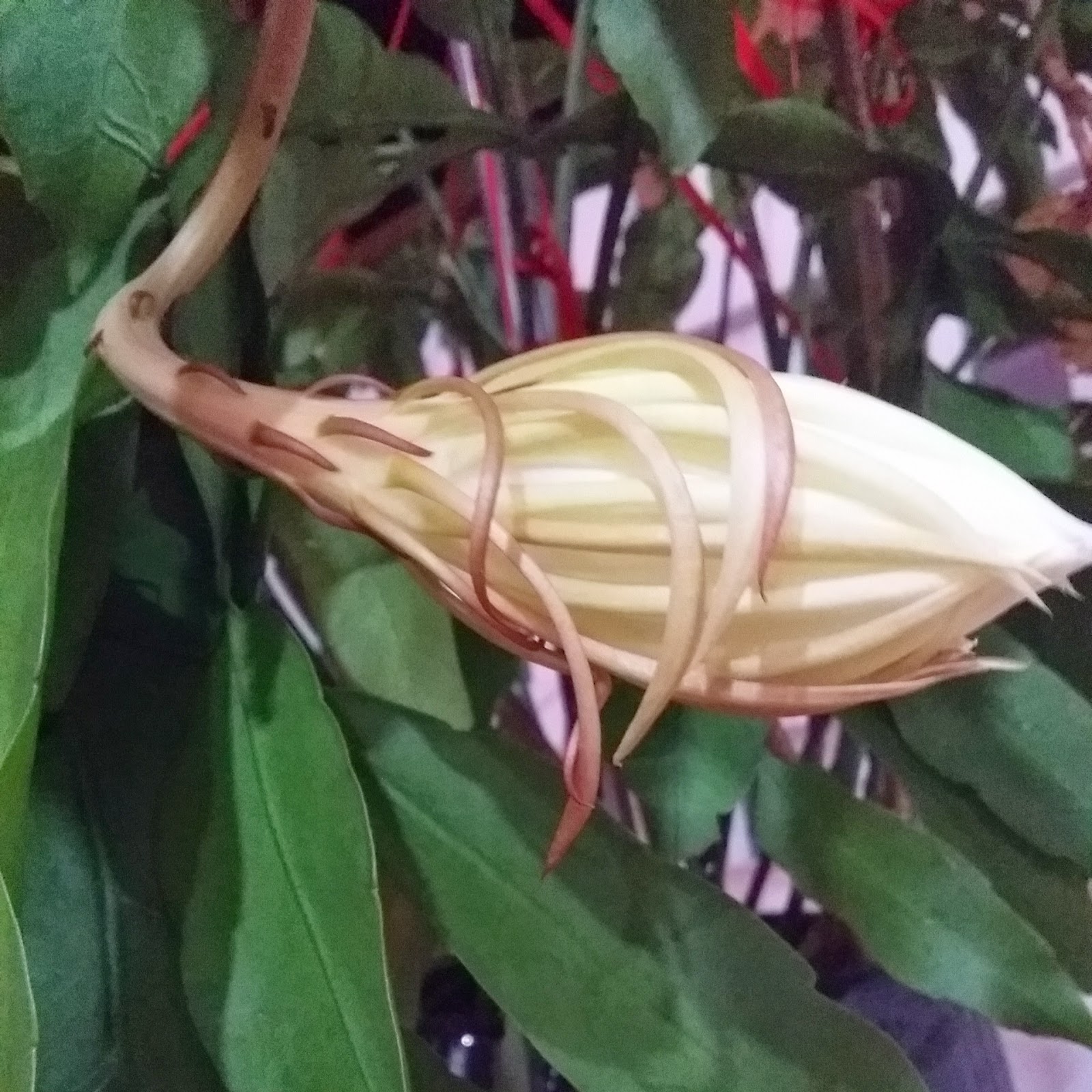 Khasiat Bunga Bakawali Untuk Kesehatan Cerita Budak Sepet