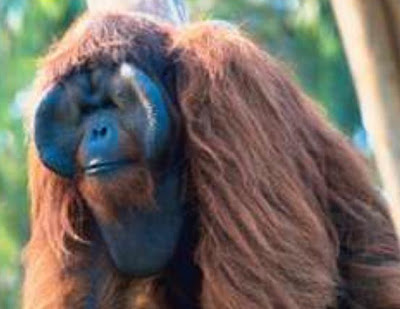 Hewan Primata Orangutan