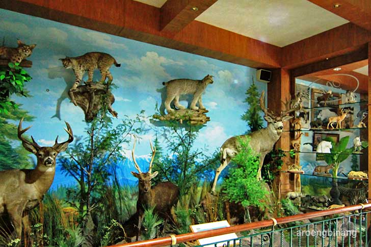 Lindsay wildlife museum is a unique natural. Кембридж университет зоологический музей. Кембридж университет зоологический музей. Lindsay wildlife museum is a unique natural. Скелет бегемота.