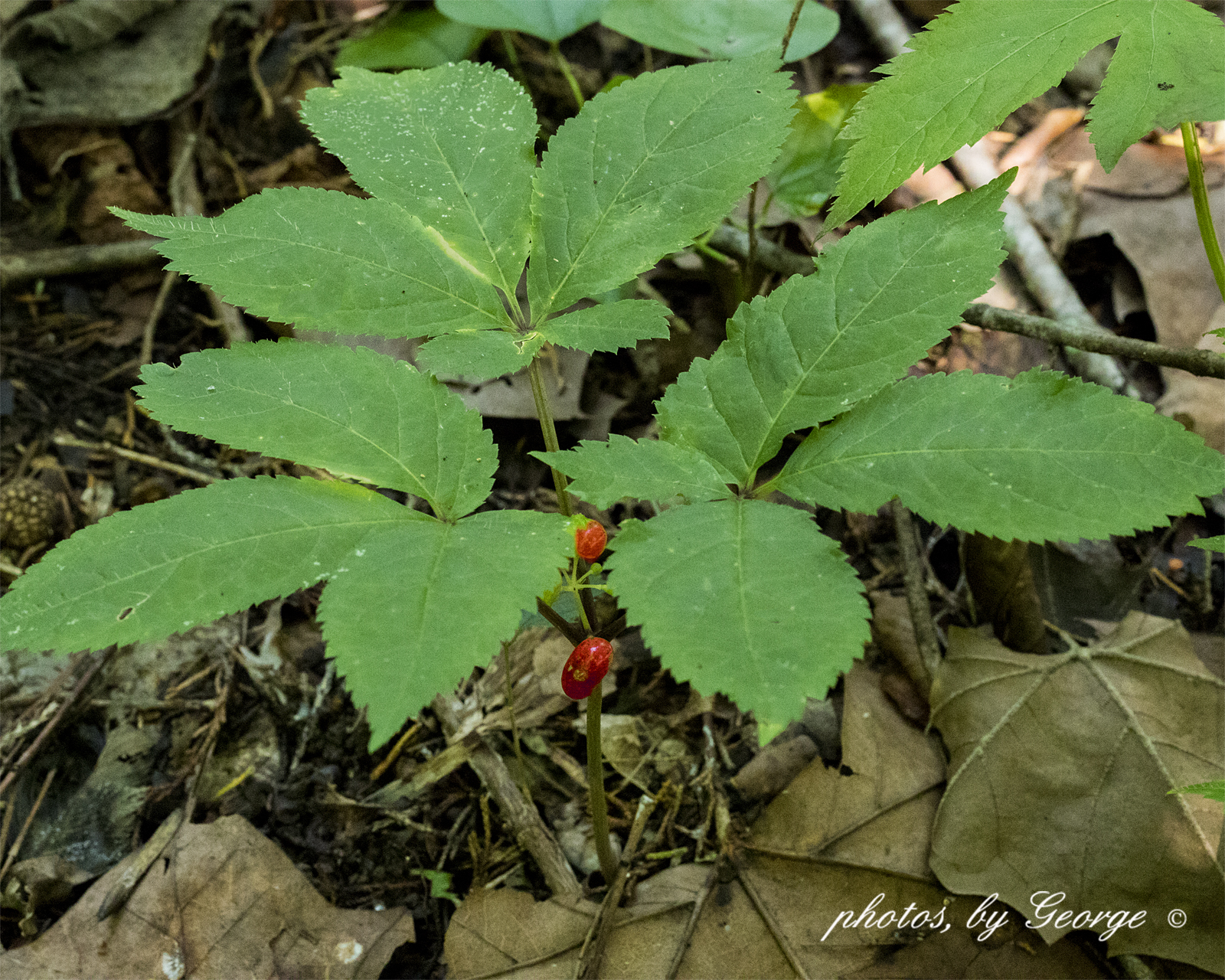 "What's Blooming Now" American Ginseng (Panax quinquefolius)