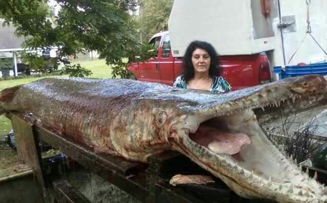 International Fishing News VIDEO World s Biggest Gar Alligator international-fishing-news-video-world-s-biggest-gar-alligator