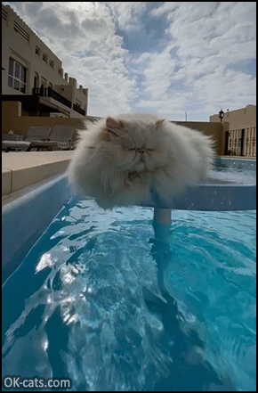 Funny Cat GIF • Zen fluffy cat chillin' on his fav spot, just above 'his' pool [ok-cats.com]