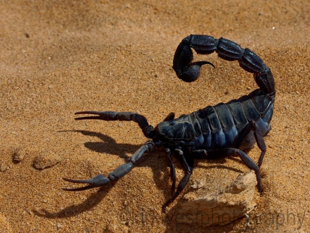 Black Scorpion 89