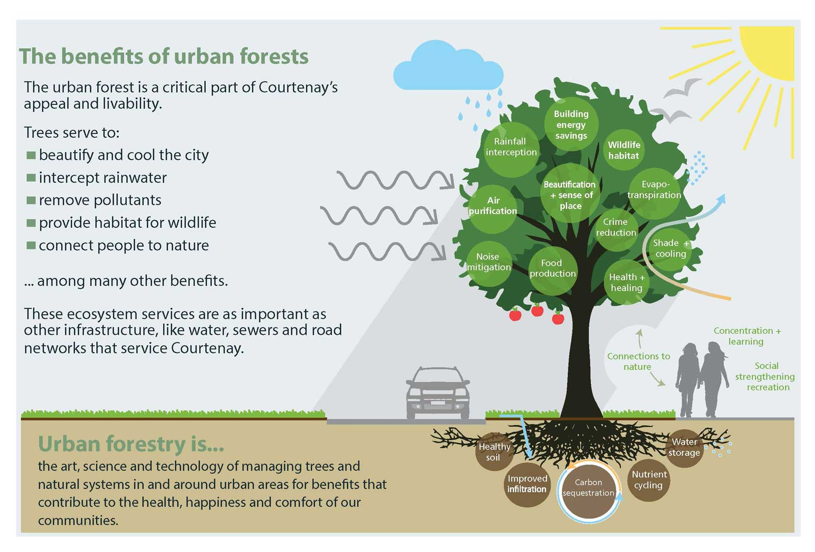 This trees to plant last autumn. This trees to plant last autumn. клен кустовой. дерево с опавшими листьями. клен красный отумн блейз.