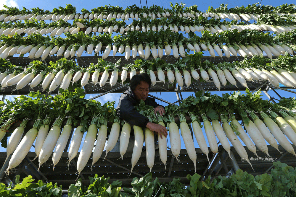 Buddhika Weerasinghe Daikon Radish Harvest And Drying