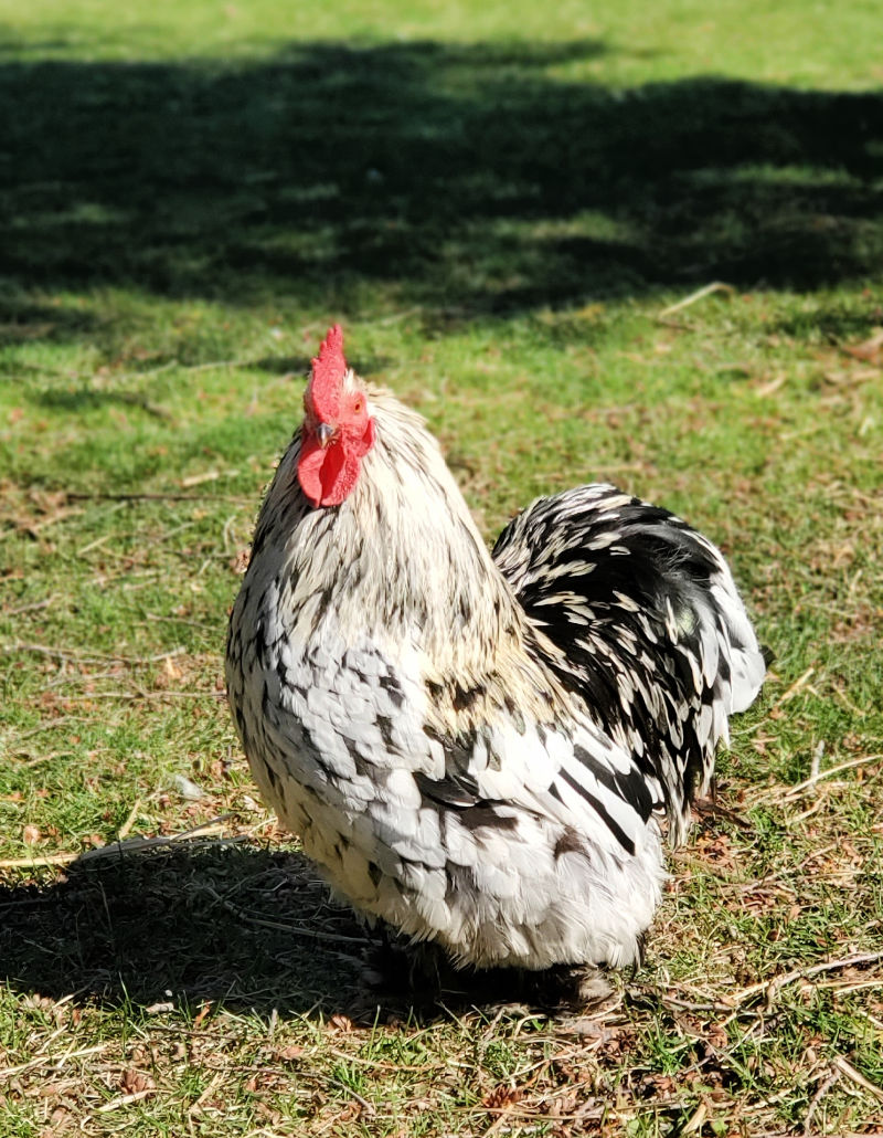 Are my Chicken Eggs Fertile? Fresh Eggs Daily® with Lisa Steele