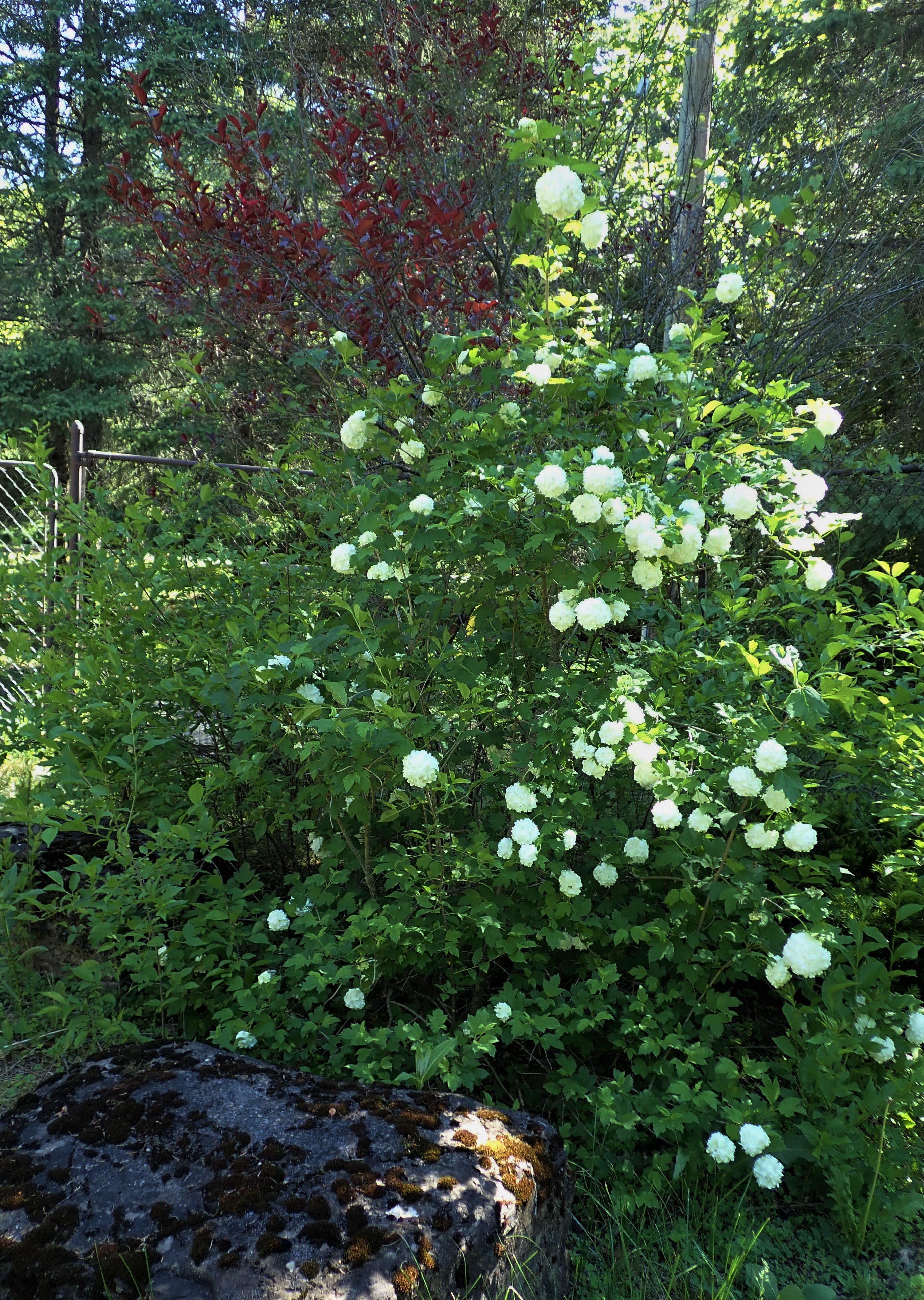 Canadian Needle Nana Free Online Word Games, Appliqued