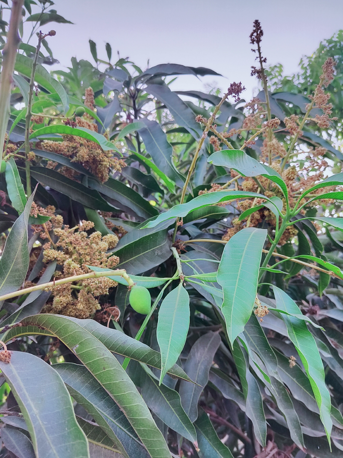 mango tree Health benefits of mango