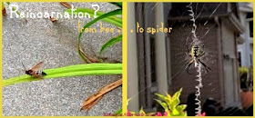 Bee to Spider Reincarnation: Fly on the Wall | Picture property of and featured on www.BakingInATornado.com | #humor #FlyontheWall
