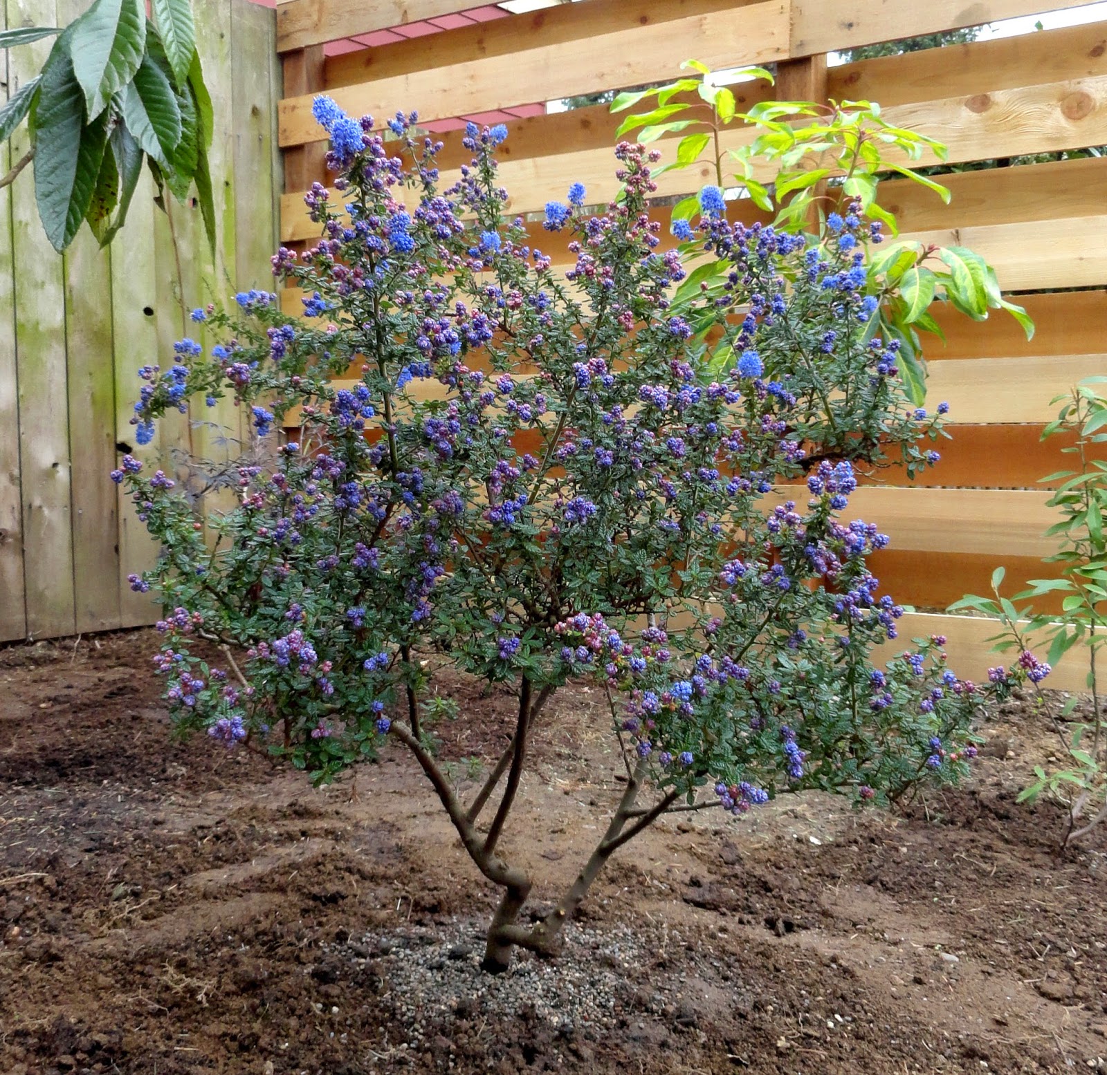 Gemma Lodewyckx: Flowering Evergreen Trees Zone 6 : Spring Greenery