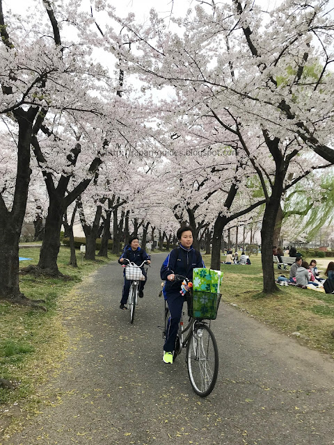 Kaiseizan Park Koriyama Sakura