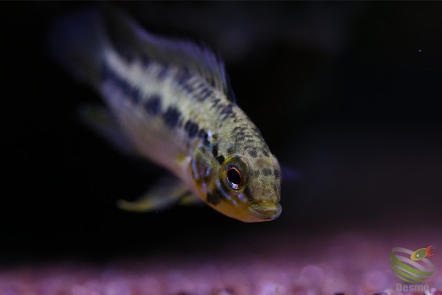 Apistogramma sp."pacman"