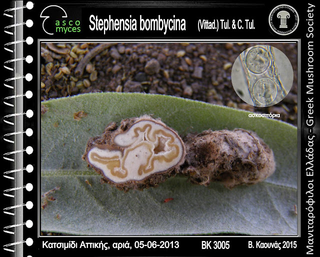 Stephensia bombycina (Vittad.) Tul. & C. Tul.