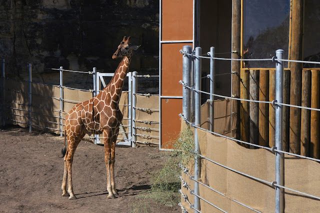 Giraffes are back at the San Antonio Zoo with a Savanna Feeding Experience