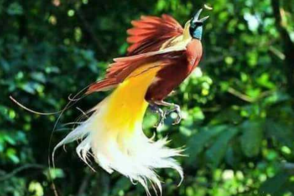 Asal Usul Burung Cenderawasih Kelas 4 Tema 8 Subtema 2
