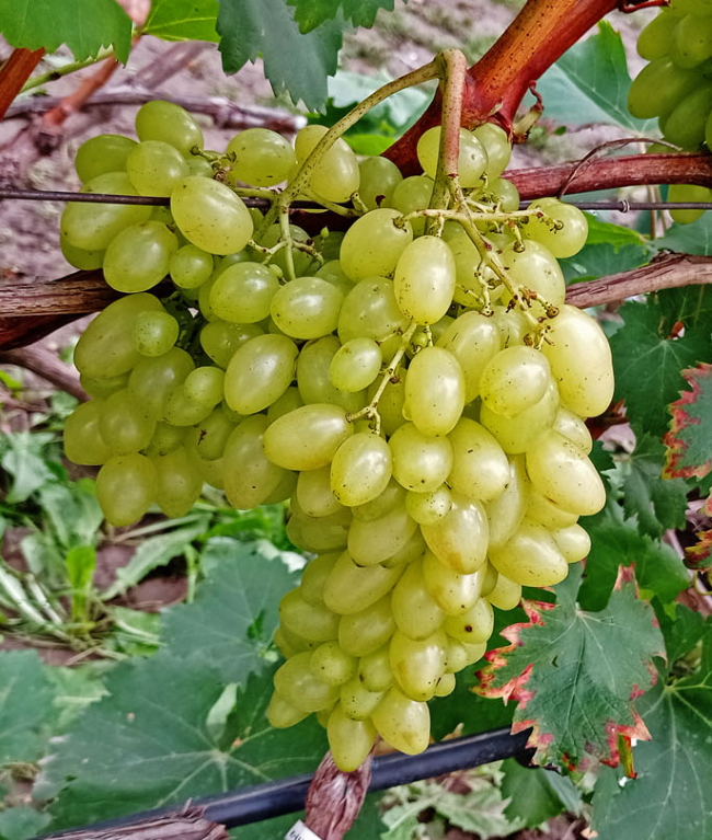 виноград джой сидлис. виноград (бессемянный) - аттика. сорт винограда урум. виноград кишмиш сверхранний. сорт винограда бессемянные.