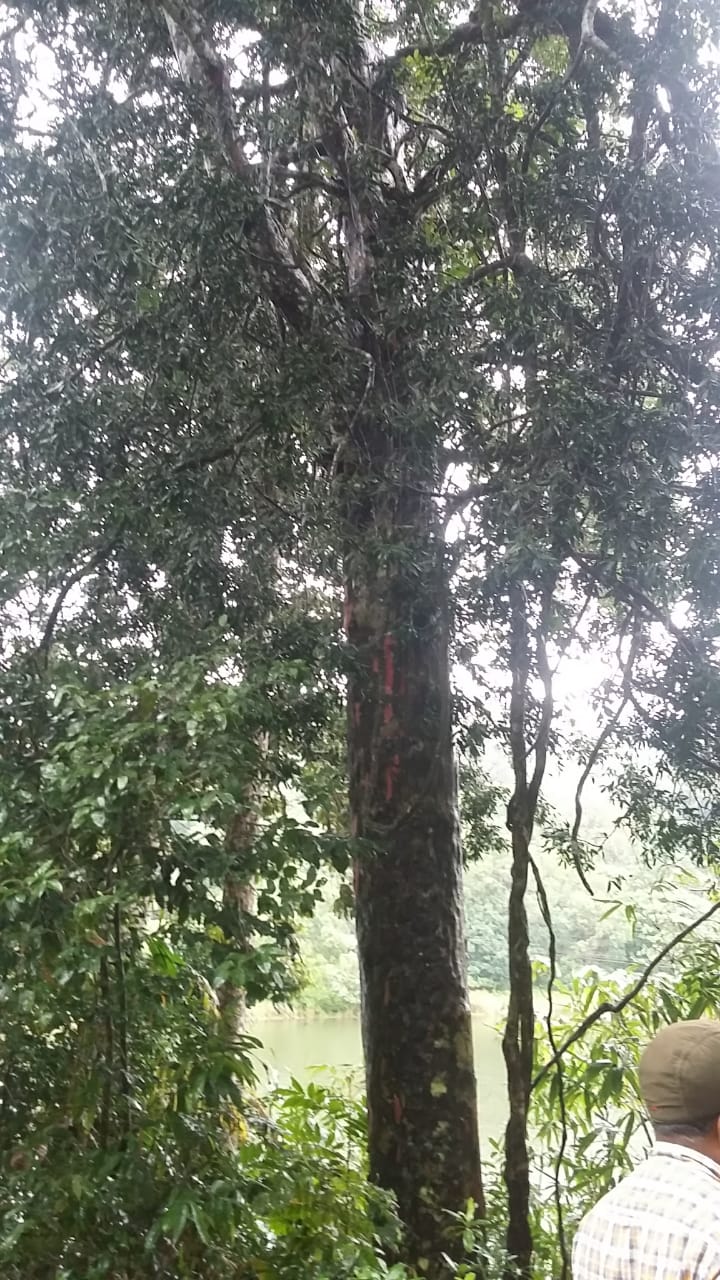 Tamperfinder The Gopher tree