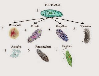 Parasitologi adalah