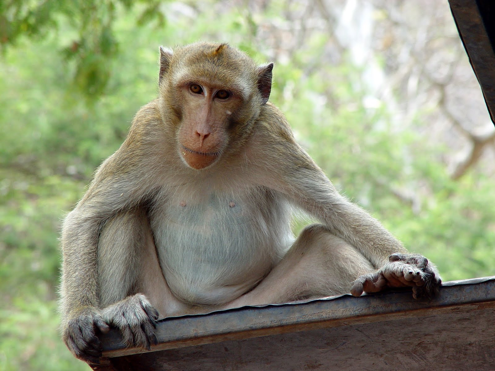 Desktop Nature wallpaper Top Zoo Animals Wallpapers For Desktop