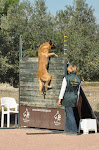 MONDIORING UN DEPORTE CANINO MUY COMPLETO