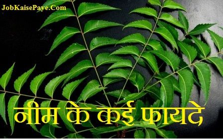 How beneficial is Neem to our life How beneficial is Neem to our life