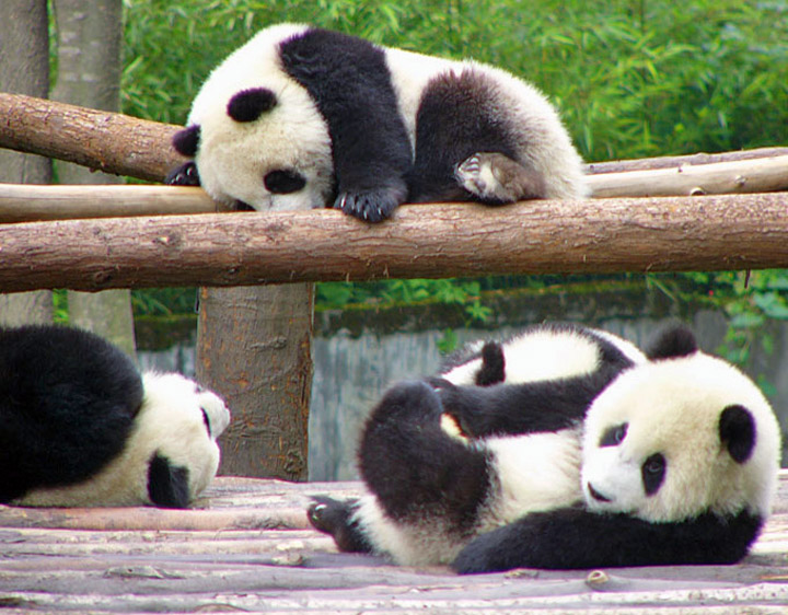 Cute Baby Panda Pictures - Funny Photos | Funny mages Gallery