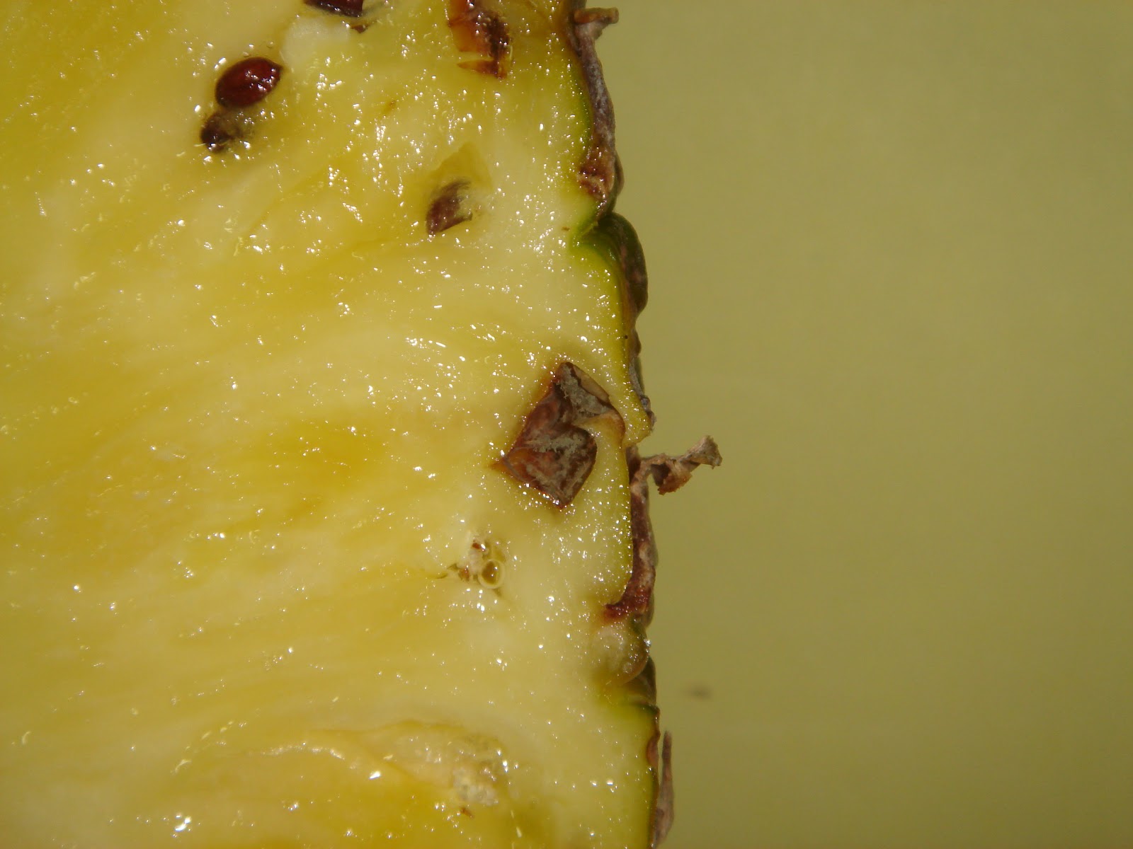 BLOG CLOROFILA Fruto Sorosis.