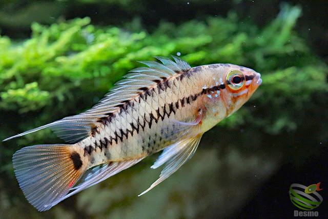 Apistogramma Viejita / CL: unknown