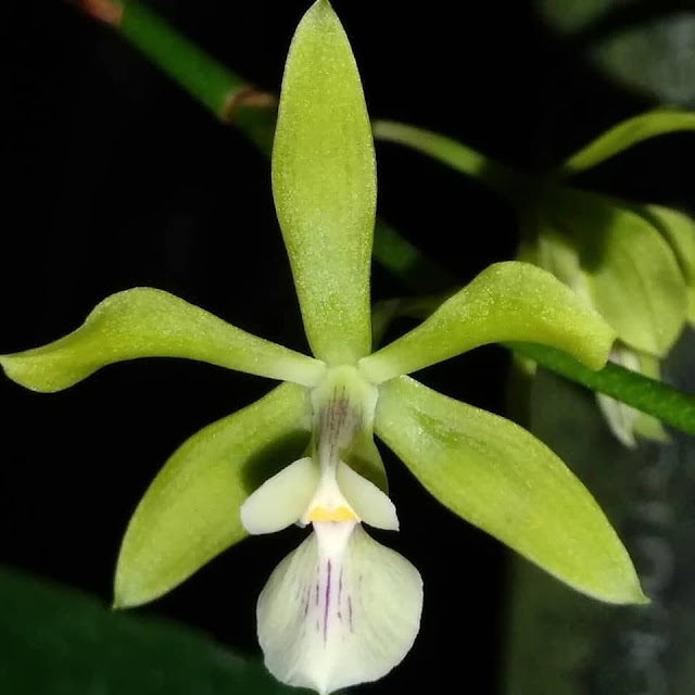 Encyclia patens var. serroniana