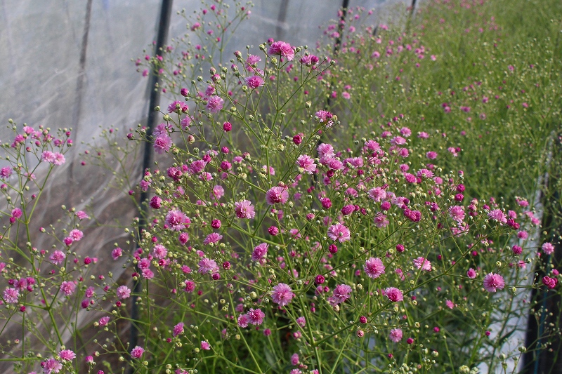 記憶の森を歩く Kanke S Web ６６２６ かすみ草の自然咲きピンク新品種