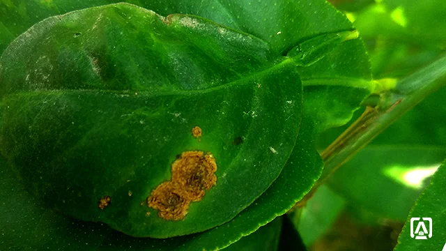 Lemon leaf showing canker